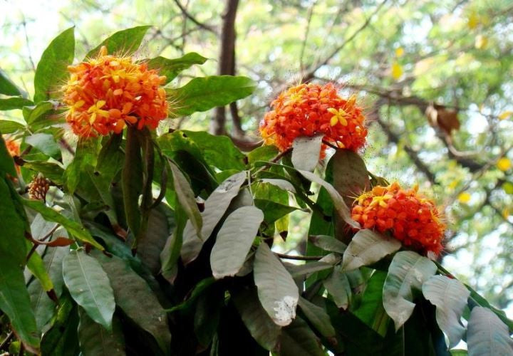 Saraca asoca -Asokam (Ashoka tree)