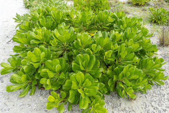 Scaevola taccada  (Beach Cabbage, Bhadraak)