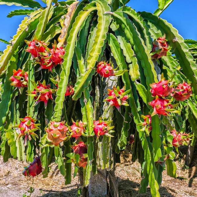 Selenicereus undatus (Dragon Fruit)