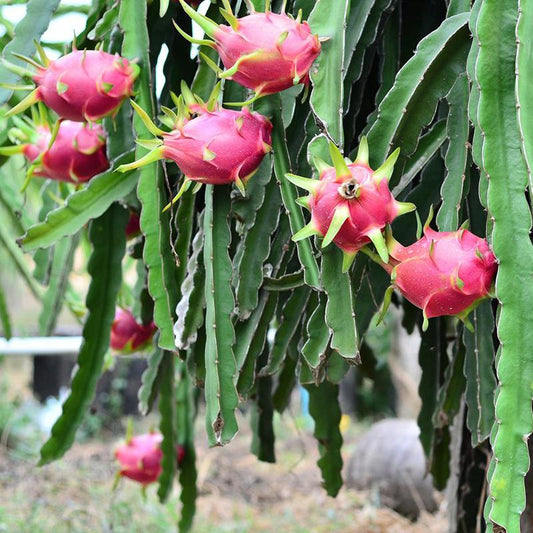 Selenicereus undatus red (Dragan Fruit)
