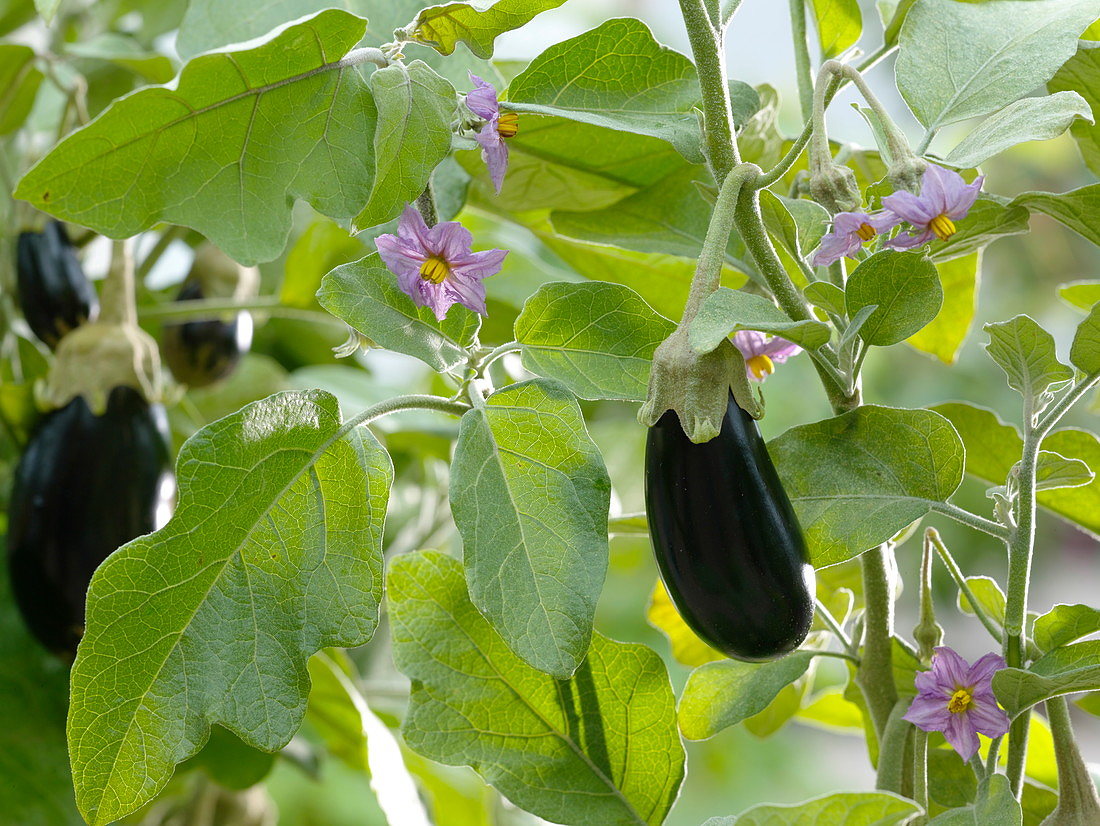 Solanum melongina -Cheruvazhuthina (Eggplant)