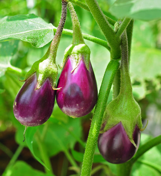Solanum melongina -Cheruvazhuthina (Eggplant)