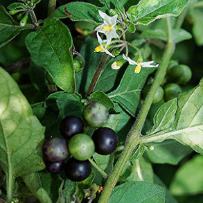 Solanum nigrum  (Black Night Shade, Ganike)