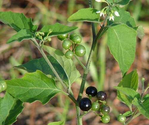 Solanum nigrum  (Black Night Shade, Ganike)
