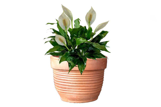 Spathiphyllum 1 (Peace Lily)