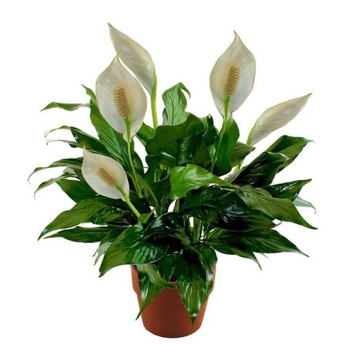 Spathiphyllum 2 (Peace Lily)