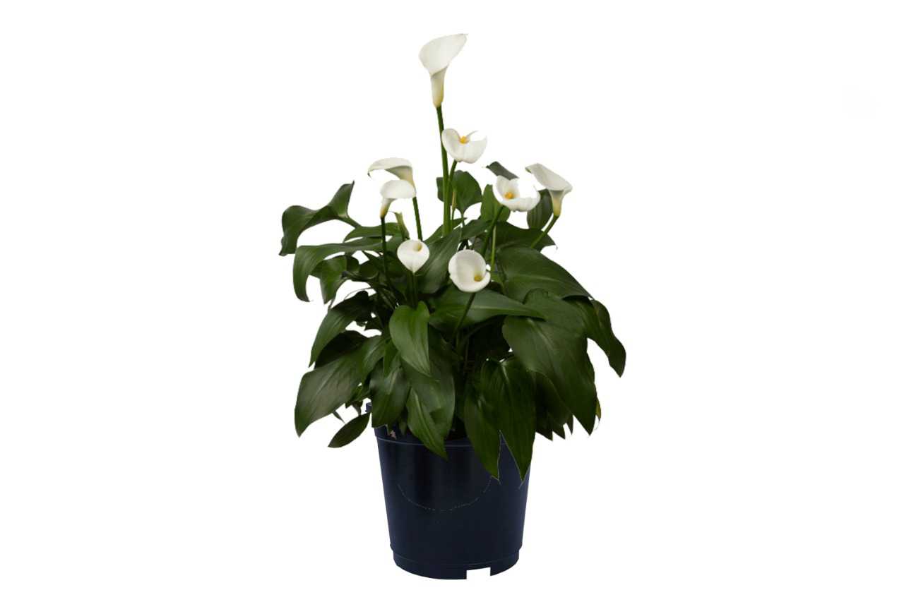 Spathiphyllum 1 (Peace Lily)