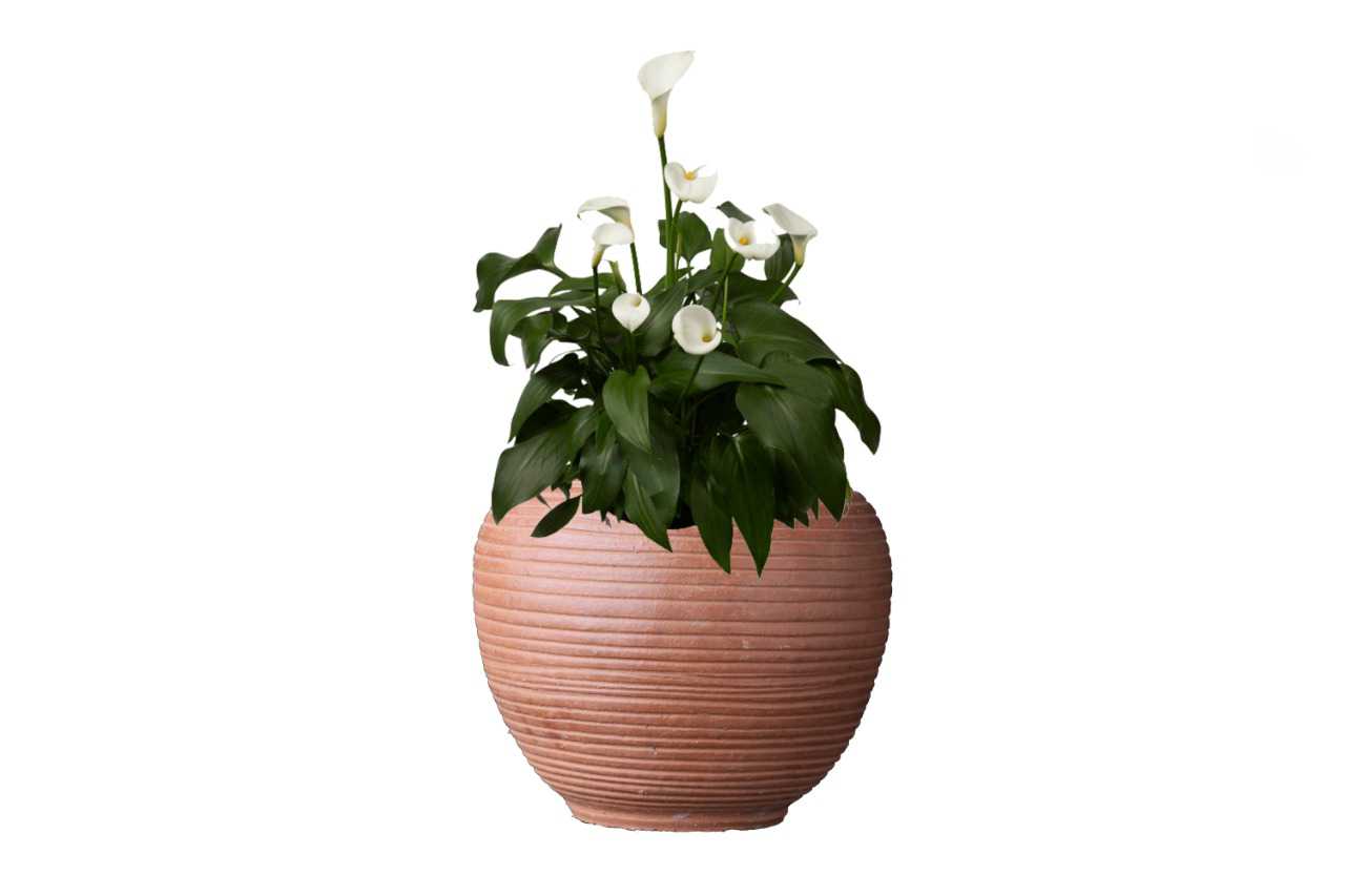 Spathiphyllum 1 (Peace Lily)