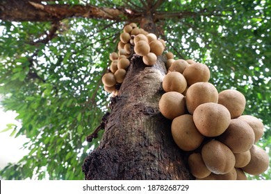 Stelechocarpus burahol (Keppel)