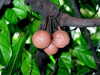Stelechocarpus burahol (Keppel)