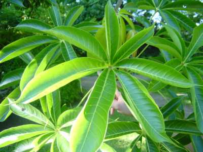 Sterculia foetide (Java Olive, Paataala mara)