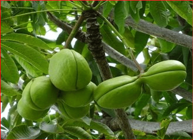 Sterculia foetide (Java Olive, Paataala mara)
