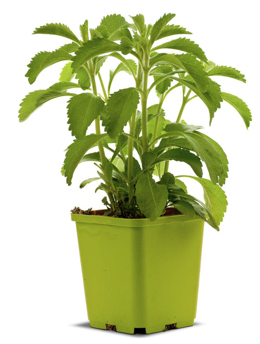 Stevia rebaudiana  (for diabetic) (Sweet leaf, Stevia(for diabetic))