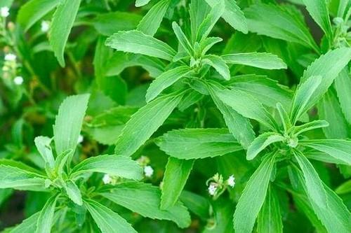 Stevia rebaudiana  (for diabetic) (Sweet leaf, Stevia(for diabetic))