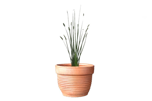 Strelitzia juncea 'Spoons' (Bird of Paradize Spoon) (15" x 20" Poly Bag)