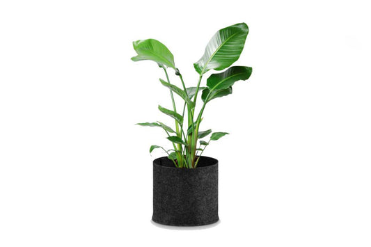 Strelitzia nicolai (Bird of Paradise White Tree Bag) (21" x 21")