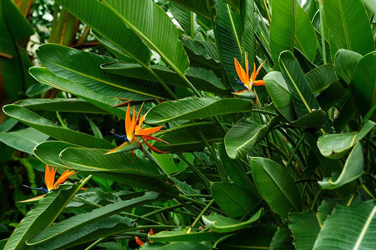 Strelitzia reginae (Bird of Paradize) (12" x 15" Poly Bag)