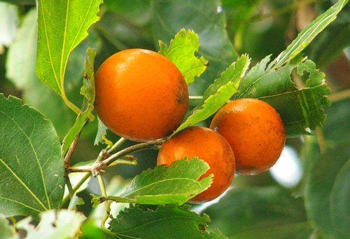 Strychnos nux-vomica  (Poison nut, Hemmushti)
