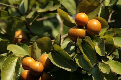 Strychnos nux-vomica  (Poison nut, Hemmushti)