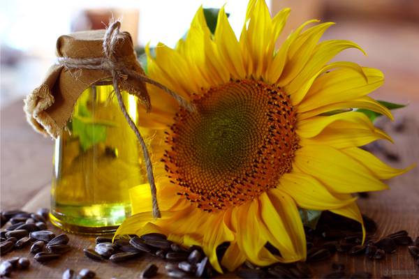 Sunflower Oil - Bull Driven 1 ltr