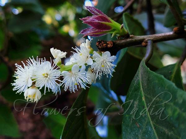 Symplocos recemosa  (Lodh tree, Baala doddigana mara)
