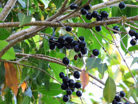 Syzygium cumini (Seedless Jamun)