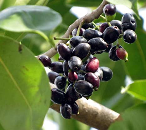 Syzygium cumini - Large (Jamun, Black Plum Tree)