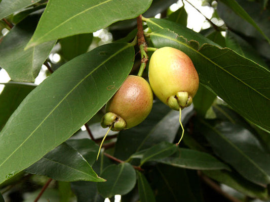 Syzygium jambos (Paneer,Jambos)