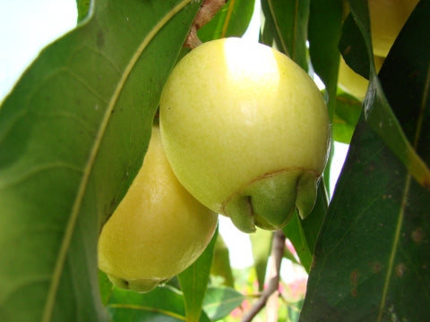 Syzygium jambos (Paneer,Jambos)