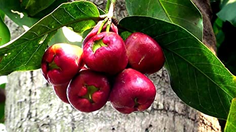 Syzygium malaccense (Malay Apple)