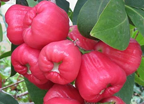Syzygium samarangense Rose (Chamba, Water apple)