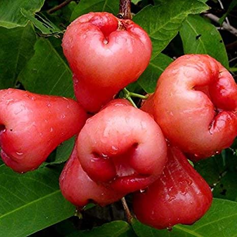Syzygium samarangense Rose (Chamba, Water apple)