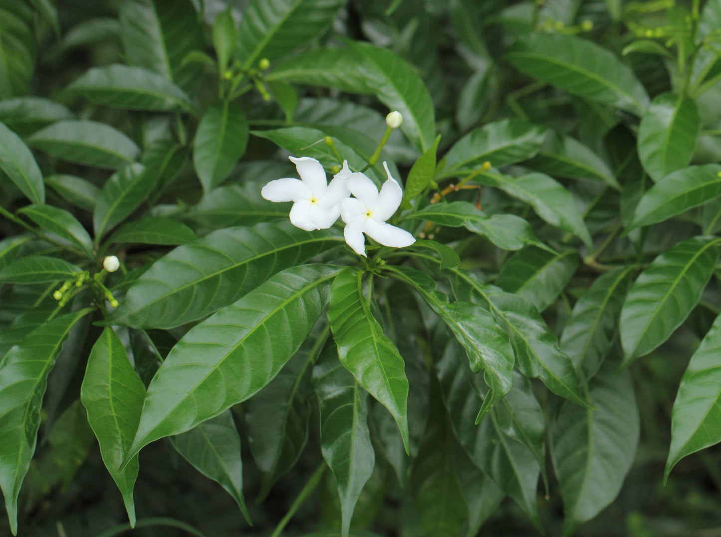 Tabernaemontana divaricata (Crape jasmine, Nandi battalu)