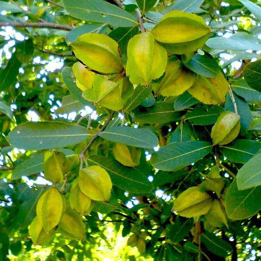 Terminalia arjuna - Neermaruthu (Arjuna tree)