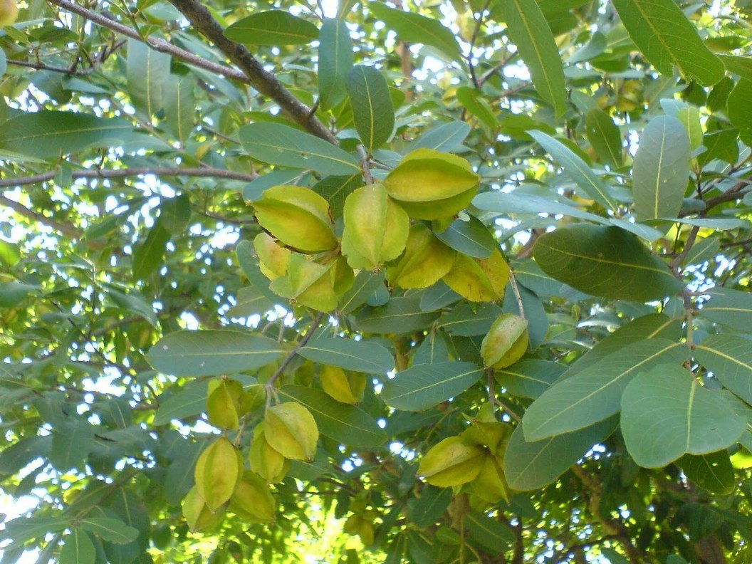 Terminalia arjuna - Neermaruthu (Arjuna tree)
