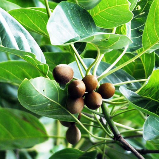 Terminalia bellrica  (Myrobalan, Taarekaayi)