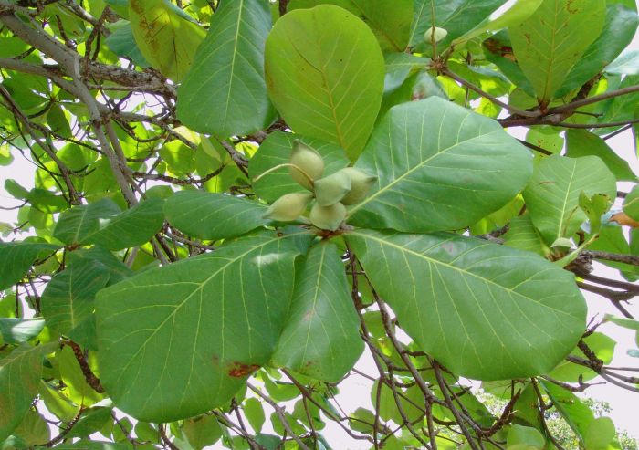 Terminalia catappa  (Indian Almond, Kadu badhami)