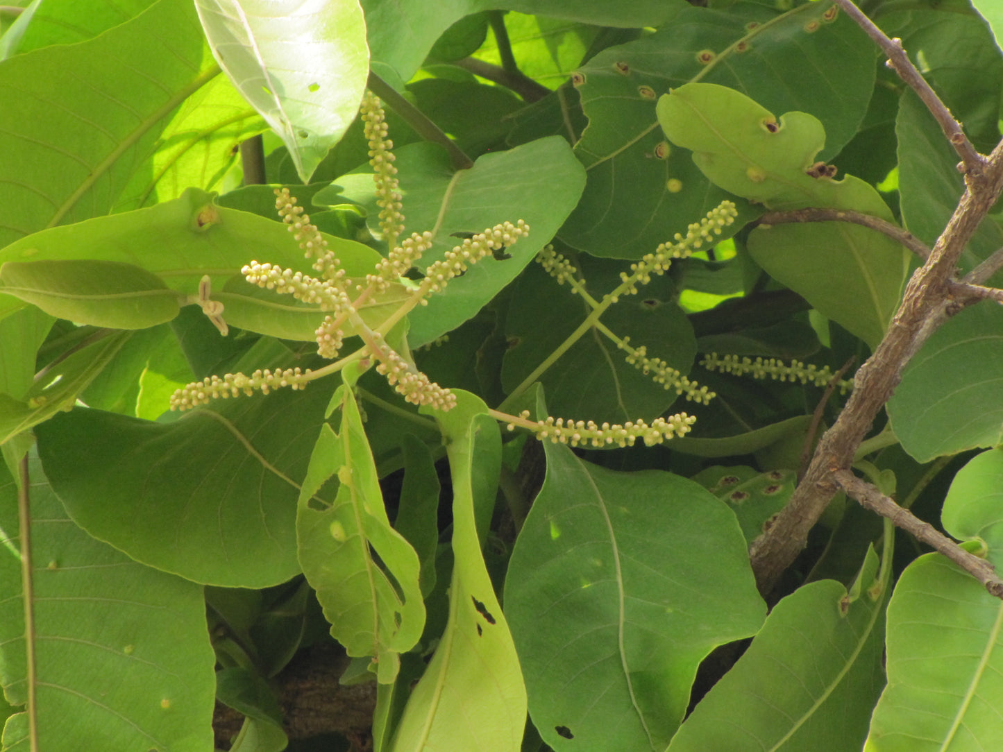 Terminalia crenulata  (Crocodile bark tree, Kari mathi)