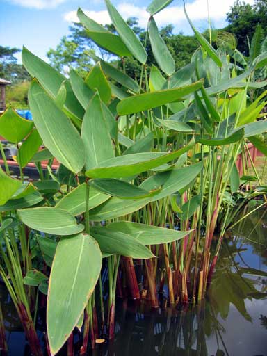Thalia dealbata (Water Heliconia)