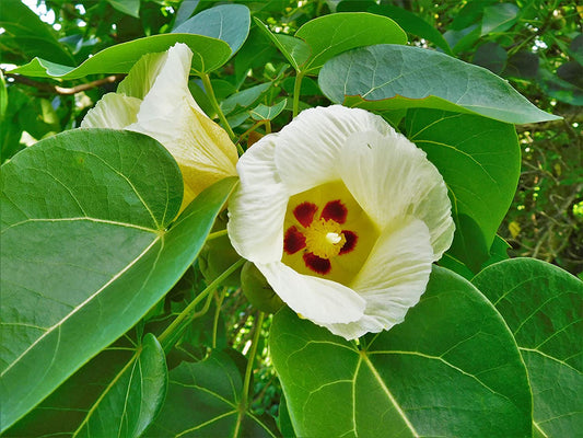 Thespesia populnea  (Indian tulip tree, Buguri mara)