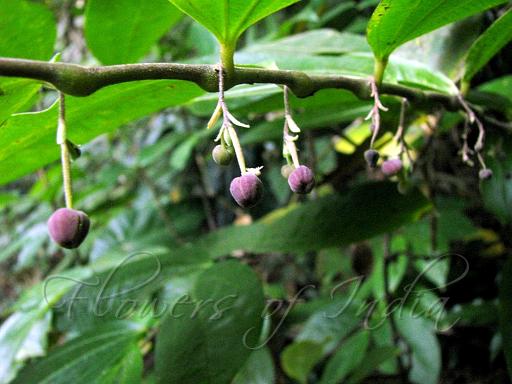 Thottea siliquosa  (Chakrani)