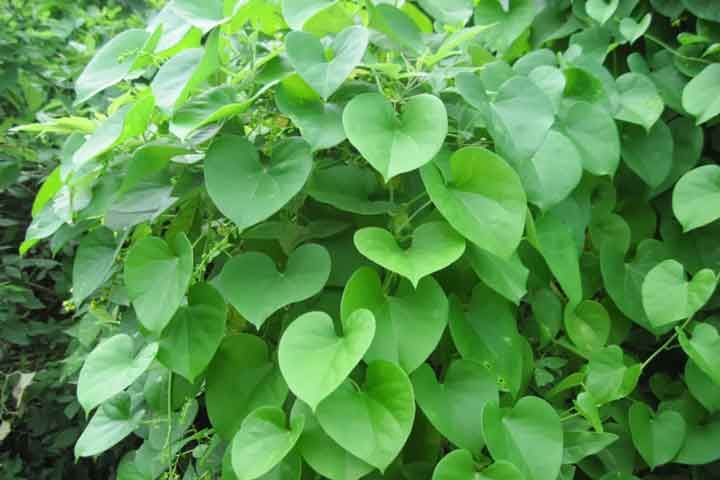 Tinospora cordifolia  (Giloy, Amrutha balli)