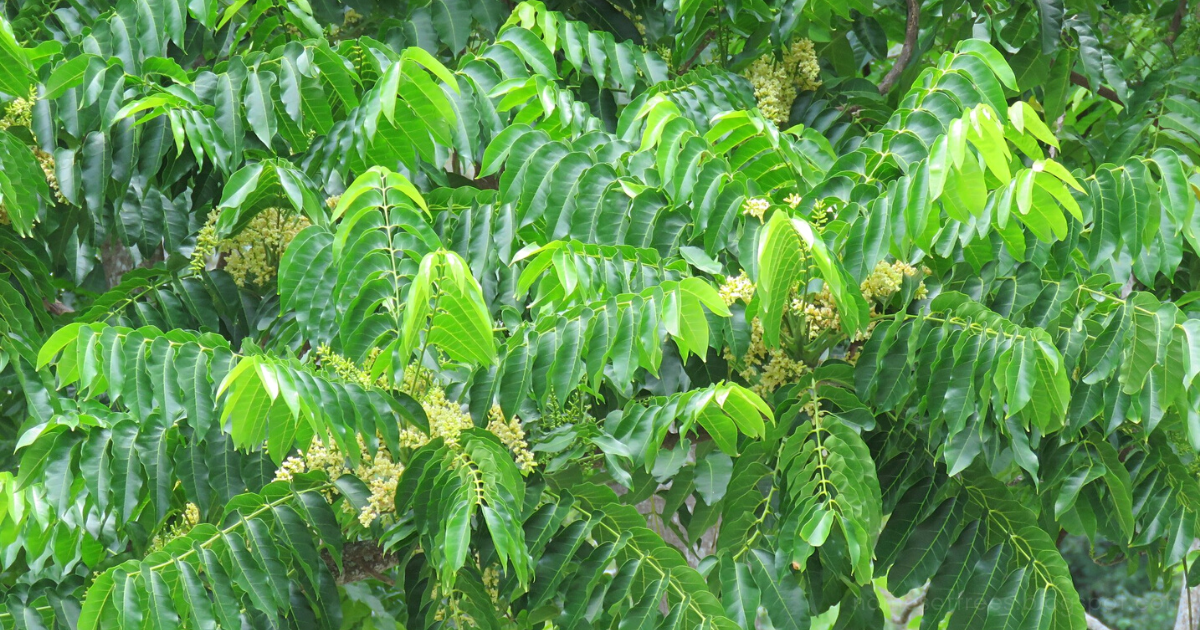 Toona ciliata  (Red Cedar, Ghandhagarige)