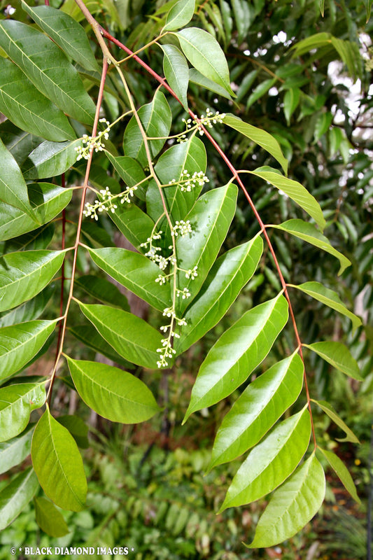 Toona ciliata  (Red Cedar, Ghandhagarige)