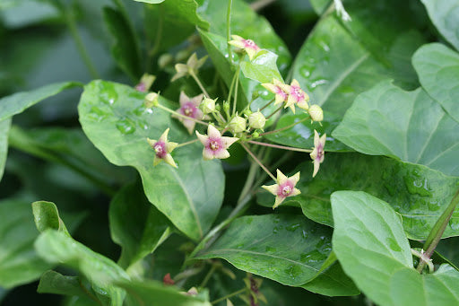 Tylophora indica -Vallipala (Indian ipecac, Aadu Muttada balli)