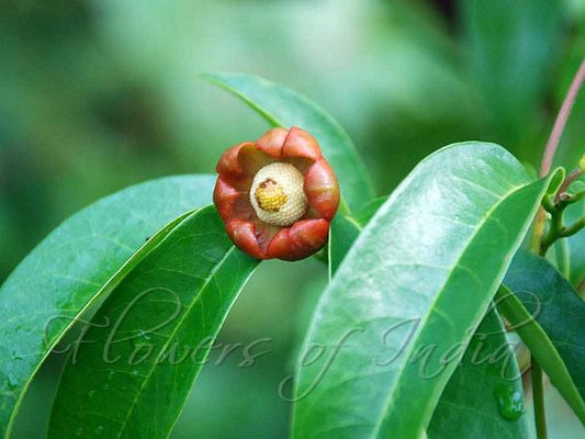 Uvaria narum (Uvaria, Unamini gida)