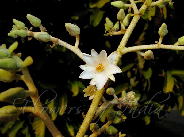 Vateria indica  (White dammar)