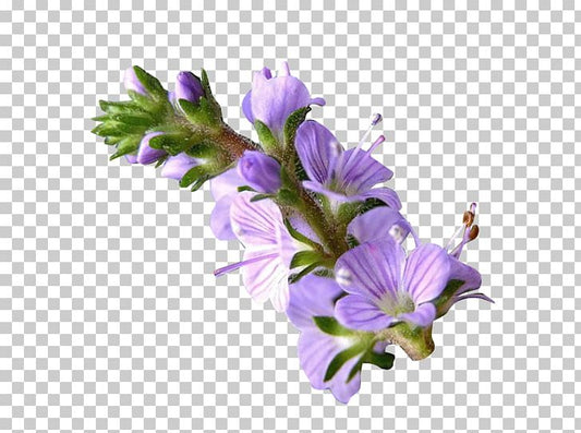 Veronica officinalis (Veronica) (6" x 3.5")
