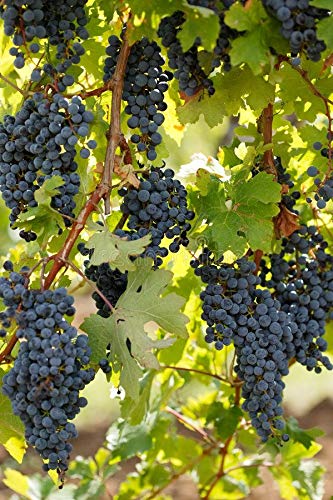 Vitis Vinifera - Black Nasik Seedless (Grapes)