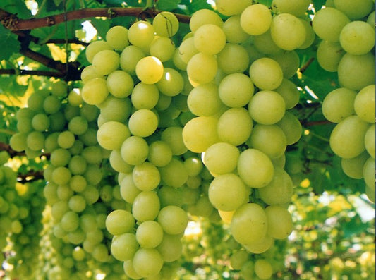 Vitis Vinifera - Green Nasik Seedless (Grapes)
